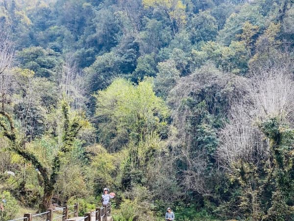 lush-forest-in-annapurna-trek