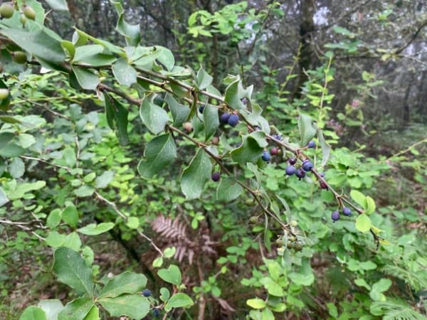 Jungle Berry Medicinal Plant in Champadevi Bhasmasur Hike